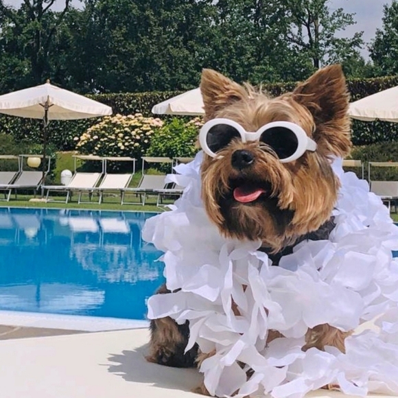 Meet your Posher, Cin - Picture 1 of 1